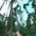 Pine Forest（松林）专辑