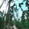 Pine Forest（松林）专辑