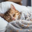 世界睡眠日｜睡个好觉 做场好梦