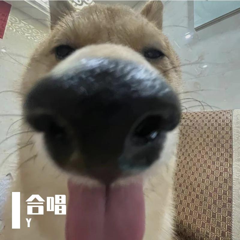 泛泛之友封面