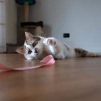 Raindrop Cat Playtime: Joyful Feline with Piano Serenade