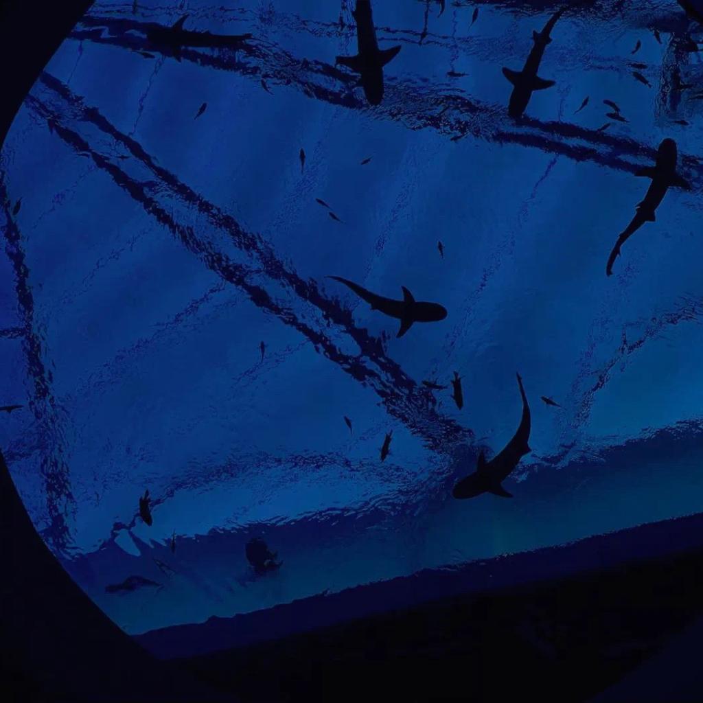 ㅤ明日与你共黄粱