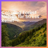 Calming Forest Noises for Stress Relief