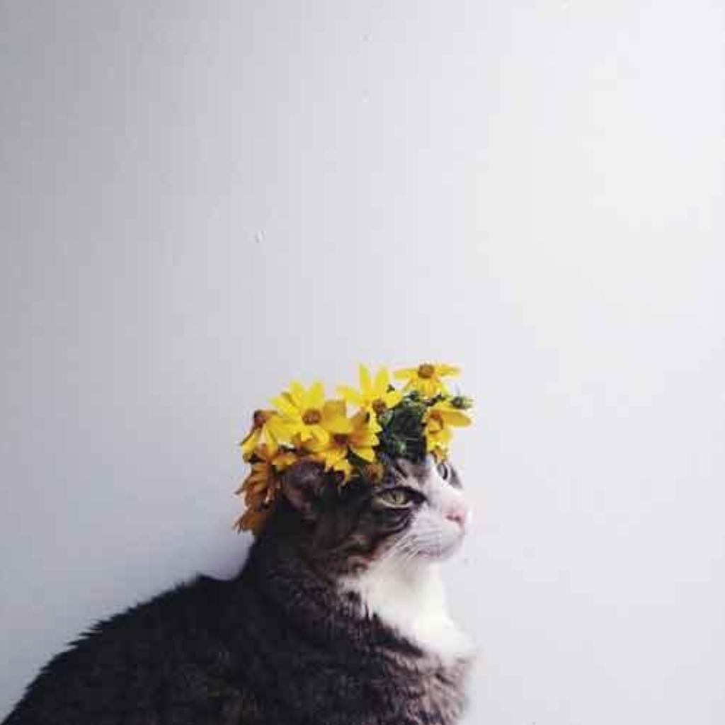 【日常】Cat special song list