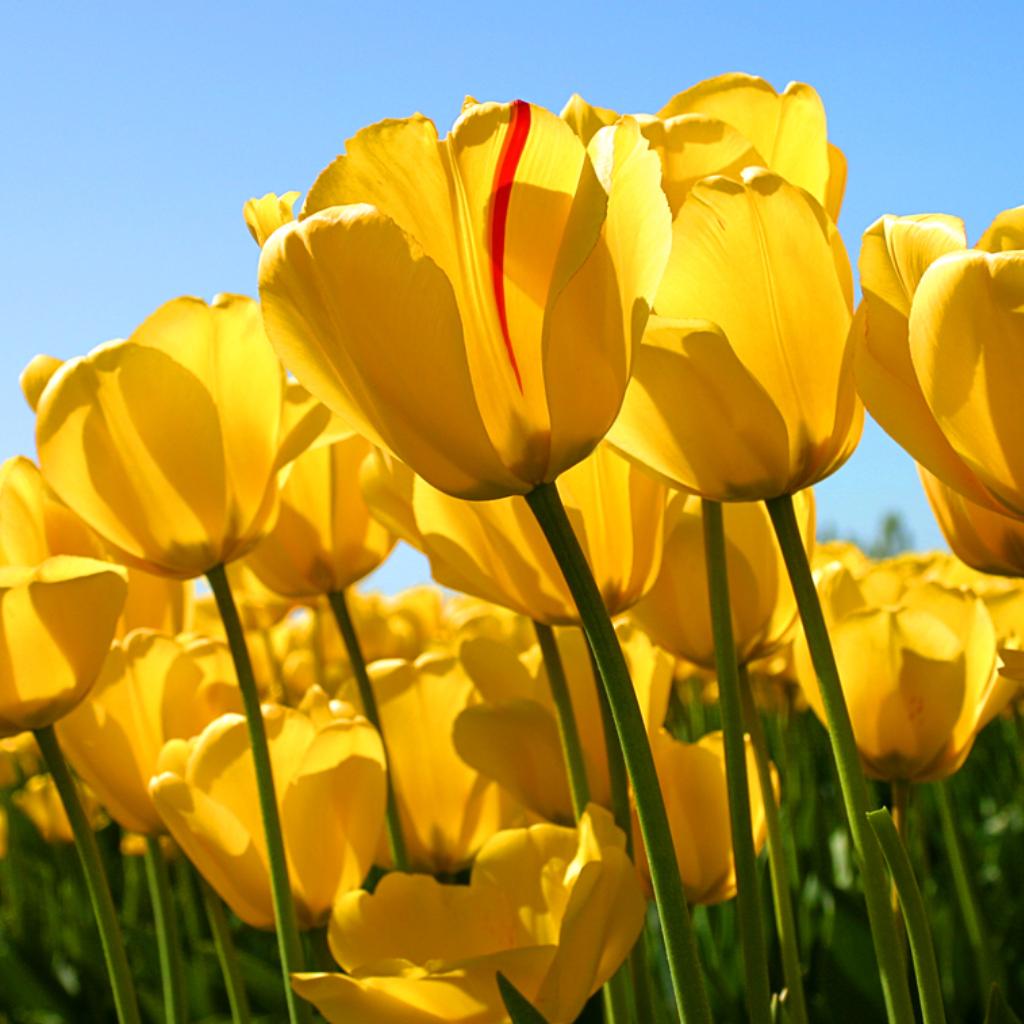 Collected Pure Music