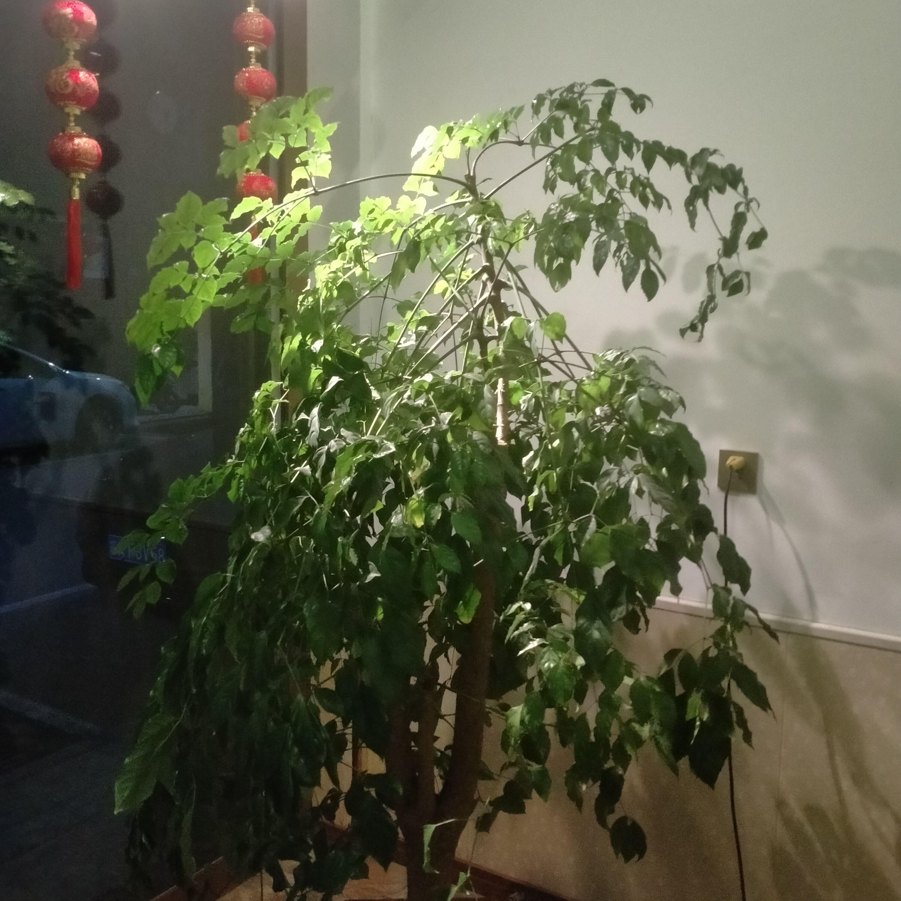 走马-片段（cover陈粒）封面