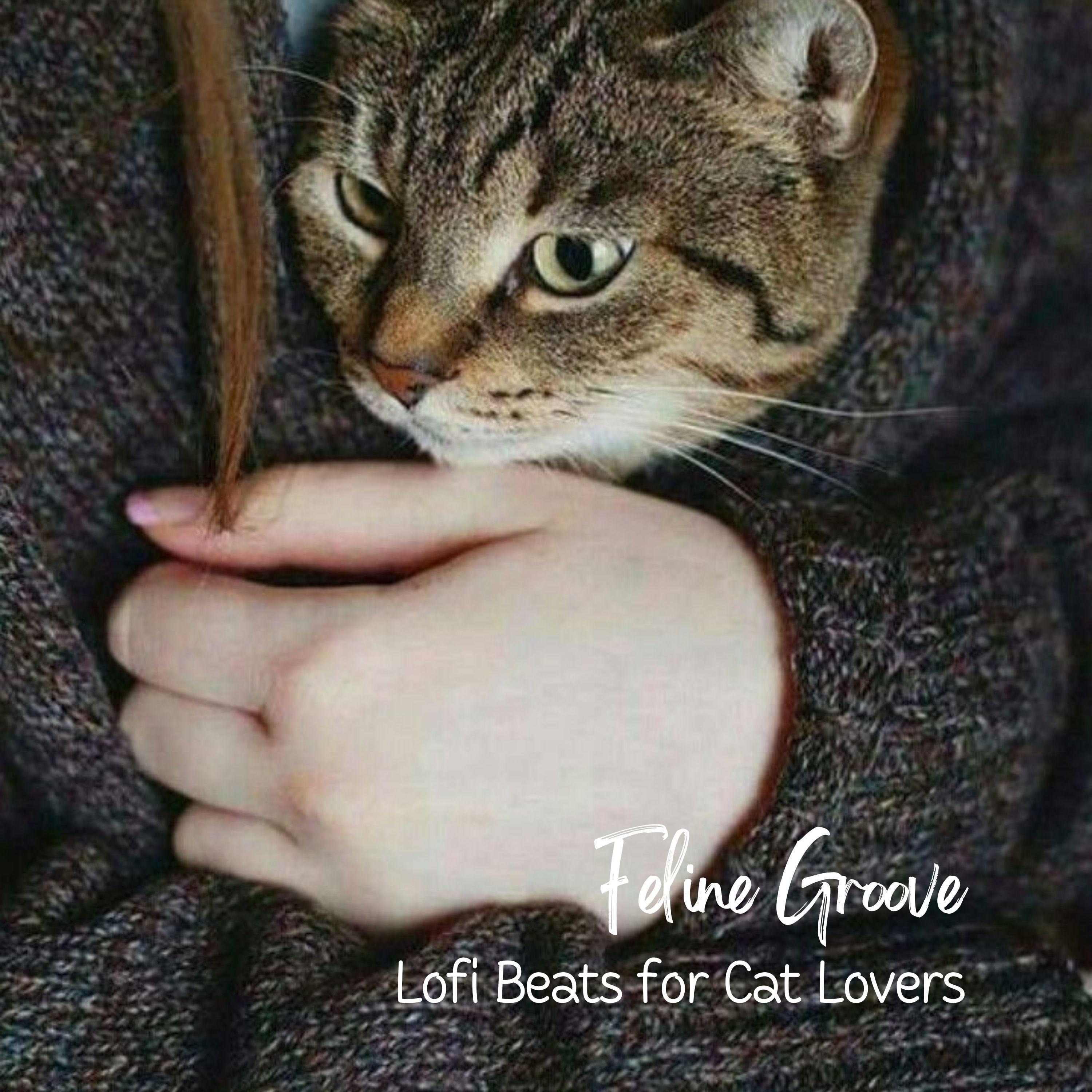 Out of Town Trip_lofi.sad_Feline Groove: Lofi Beats for Cat Lovers | 在线播放_Out of Town Trip歌词_Out of Town Trip下载 | 网易云音乐