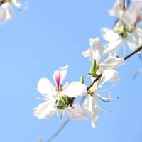 花开忘忧 口哨版