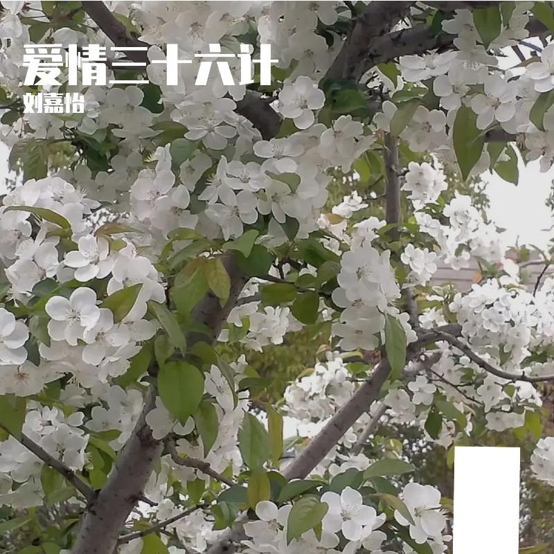 爱情三十六计(原唱 蔡依林)封面