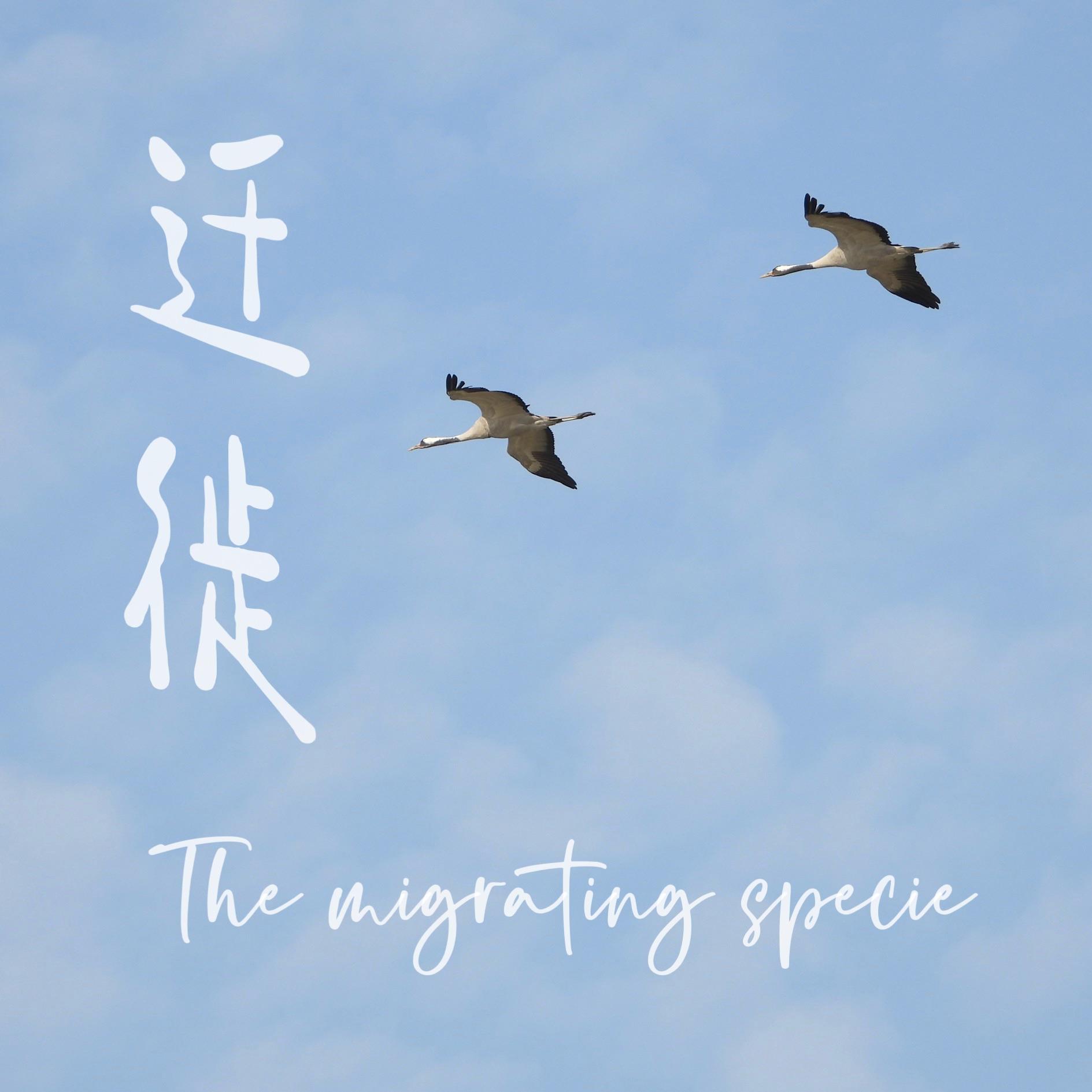 梅雨季 - Ed庄誉天、鹤归白裳封面