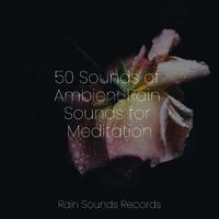 50 Sounds of Ambient Rain Sounds for Meditation