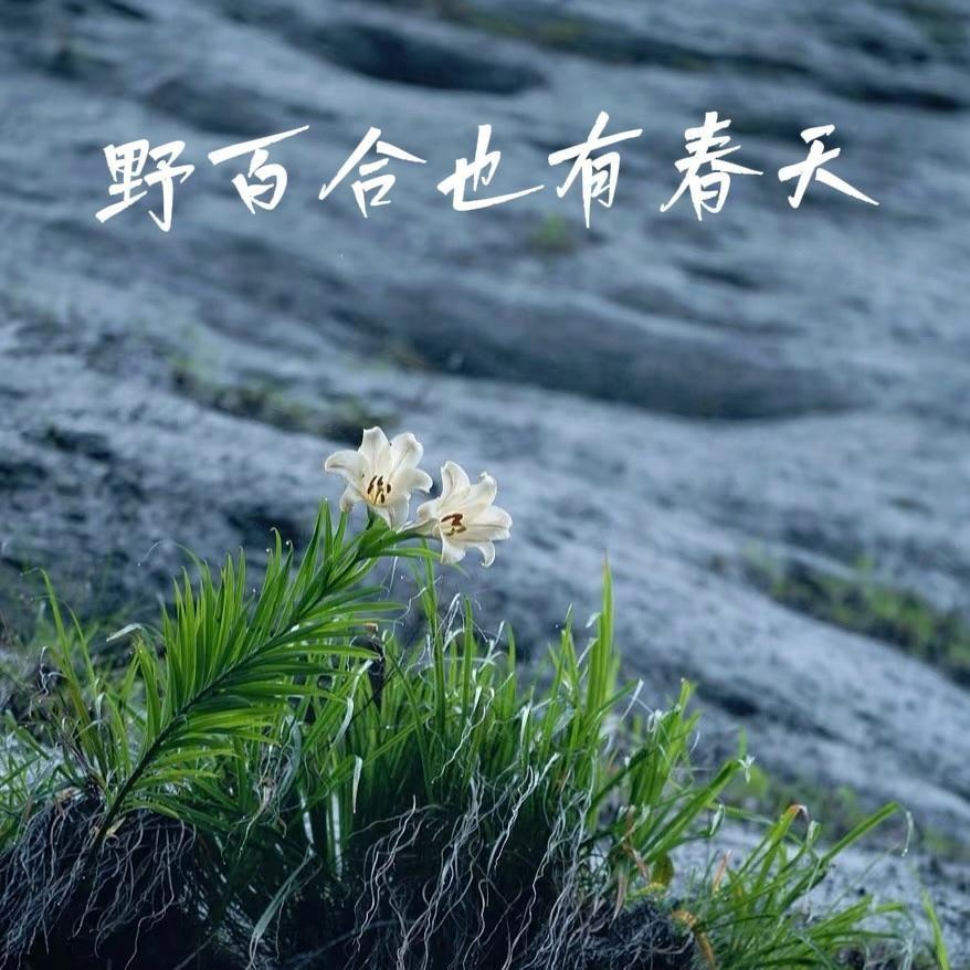 野百合也有春天封面