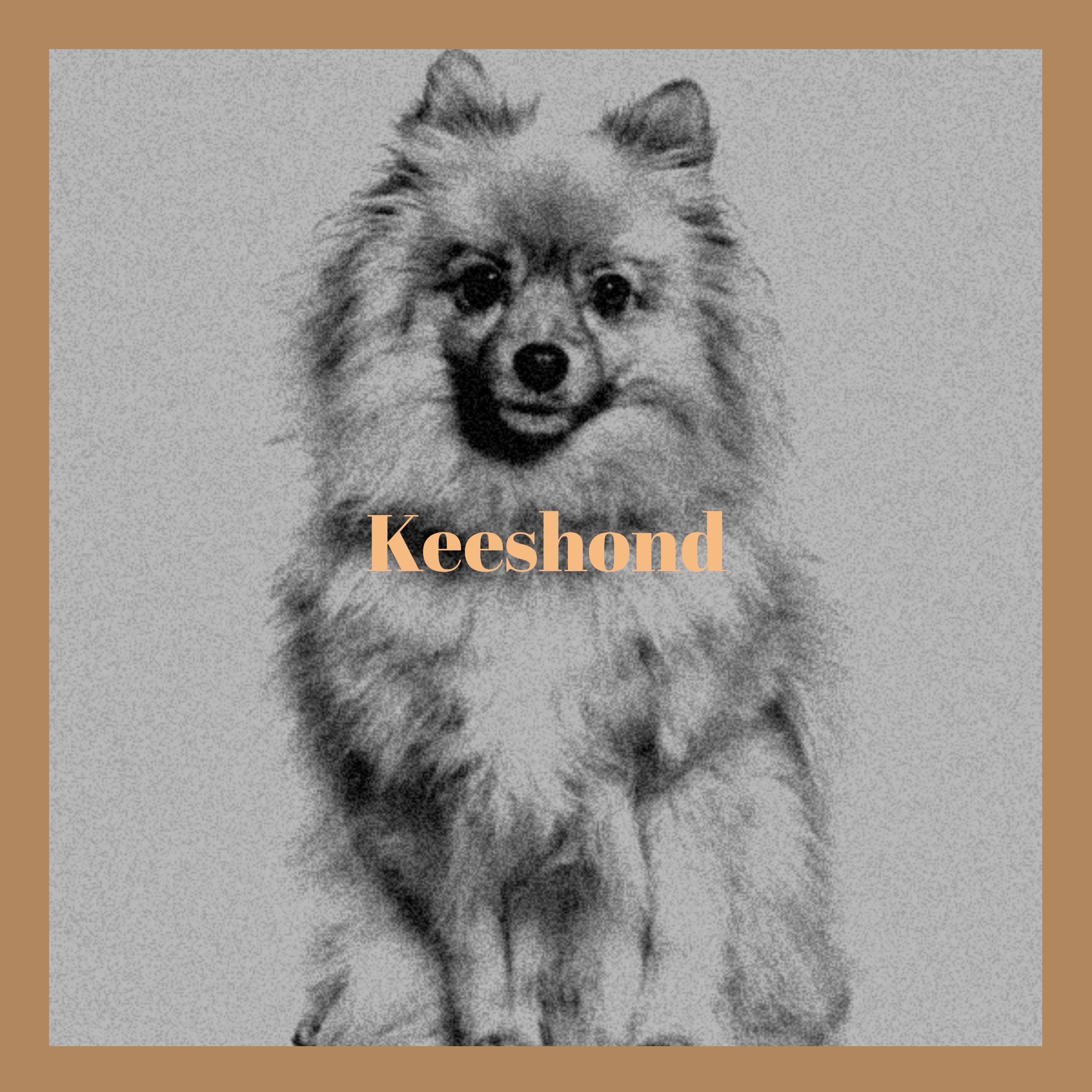 Keeshond