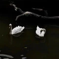 相思风雨中 (DJ弹鼓版)封面