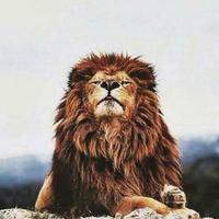 丹尼只想听听笑话
