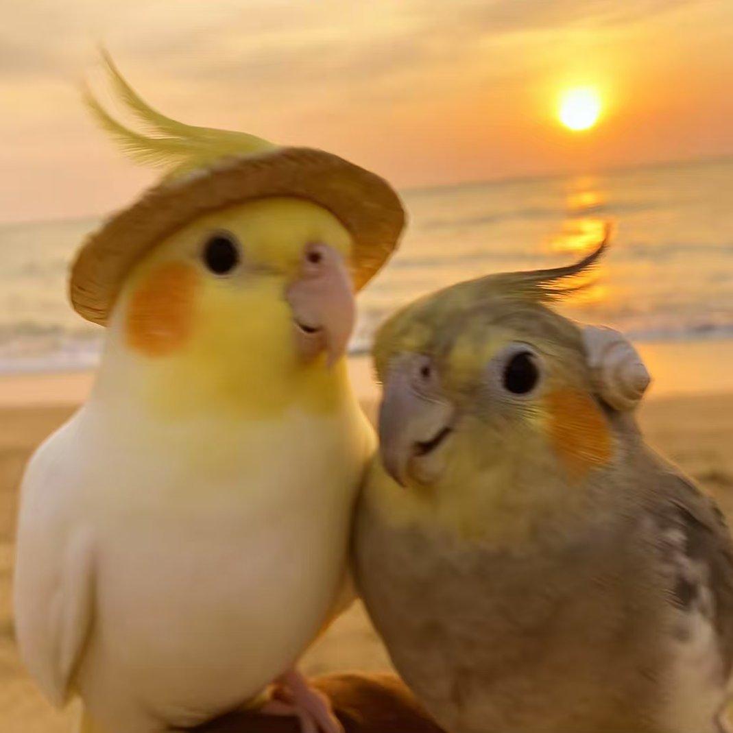 peekaboo（玄凤国歌）