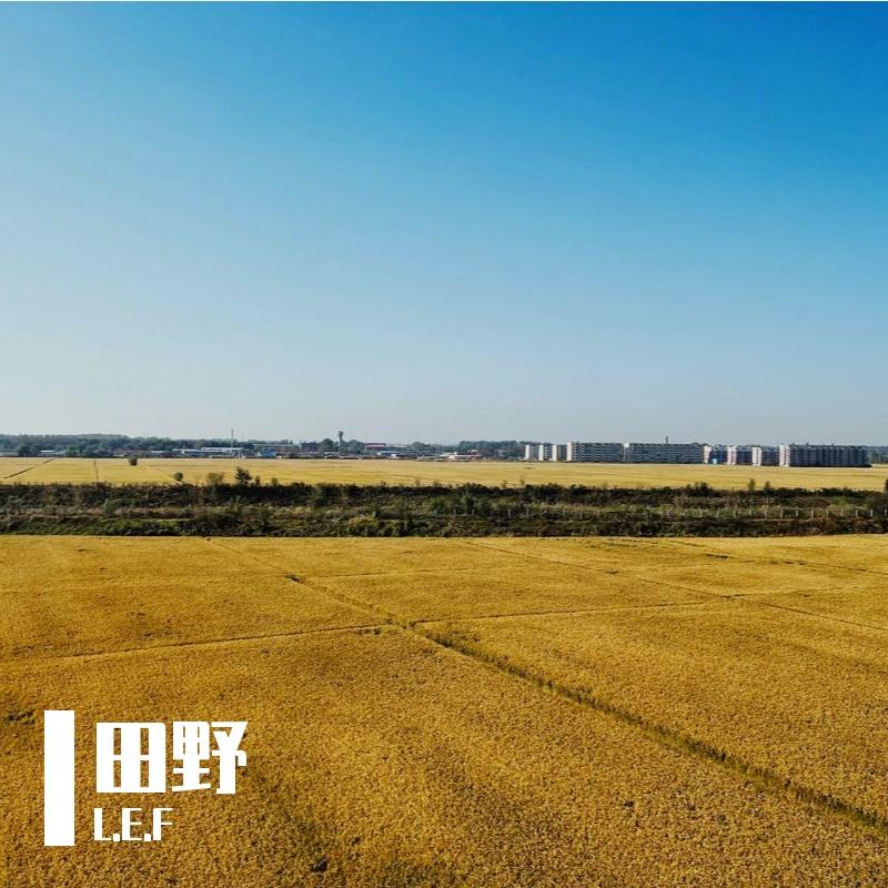 田野 - L.E.F封面