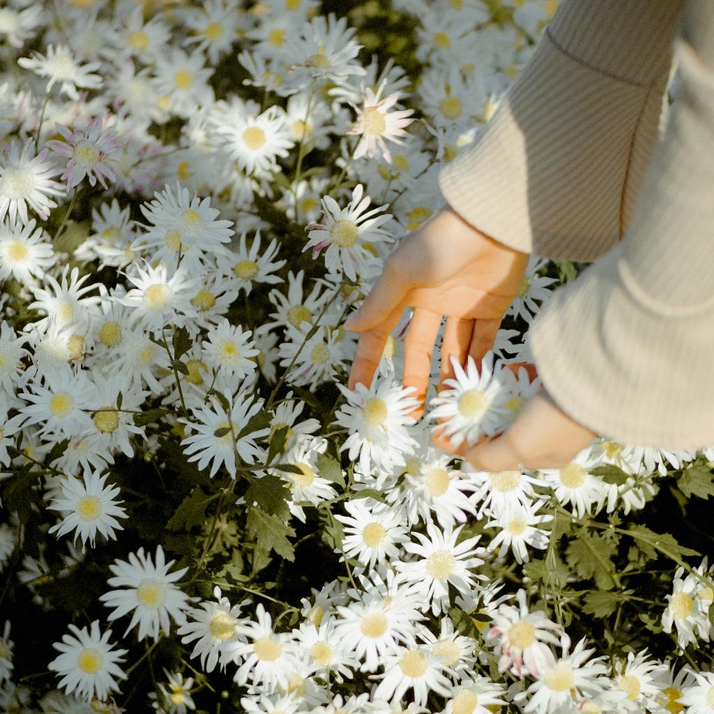 阳春小调：充满桃花气息的浪漫时光