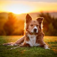 Zona De Relajación Canina: Hip Hop Para Perros