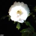 牡丹花开