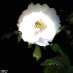 牡丹花开专辑
