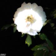 牡丹花开