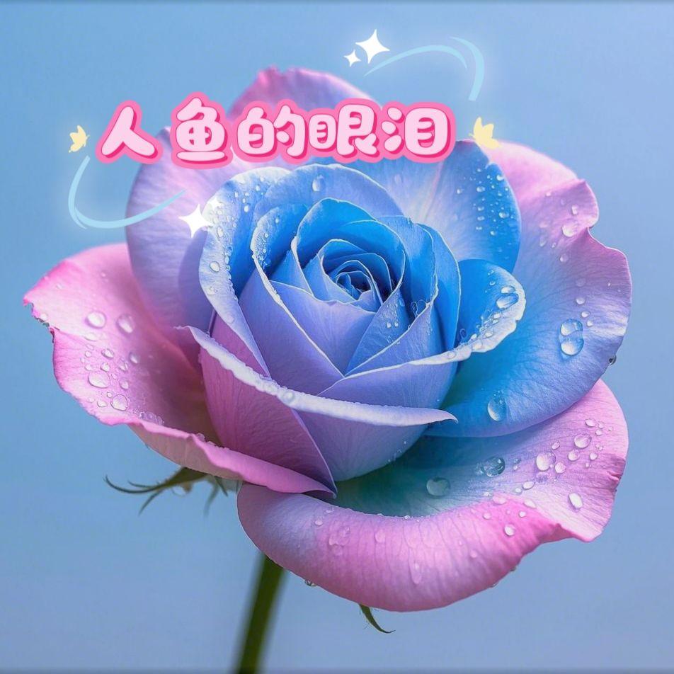 人鱼的眼泪封面