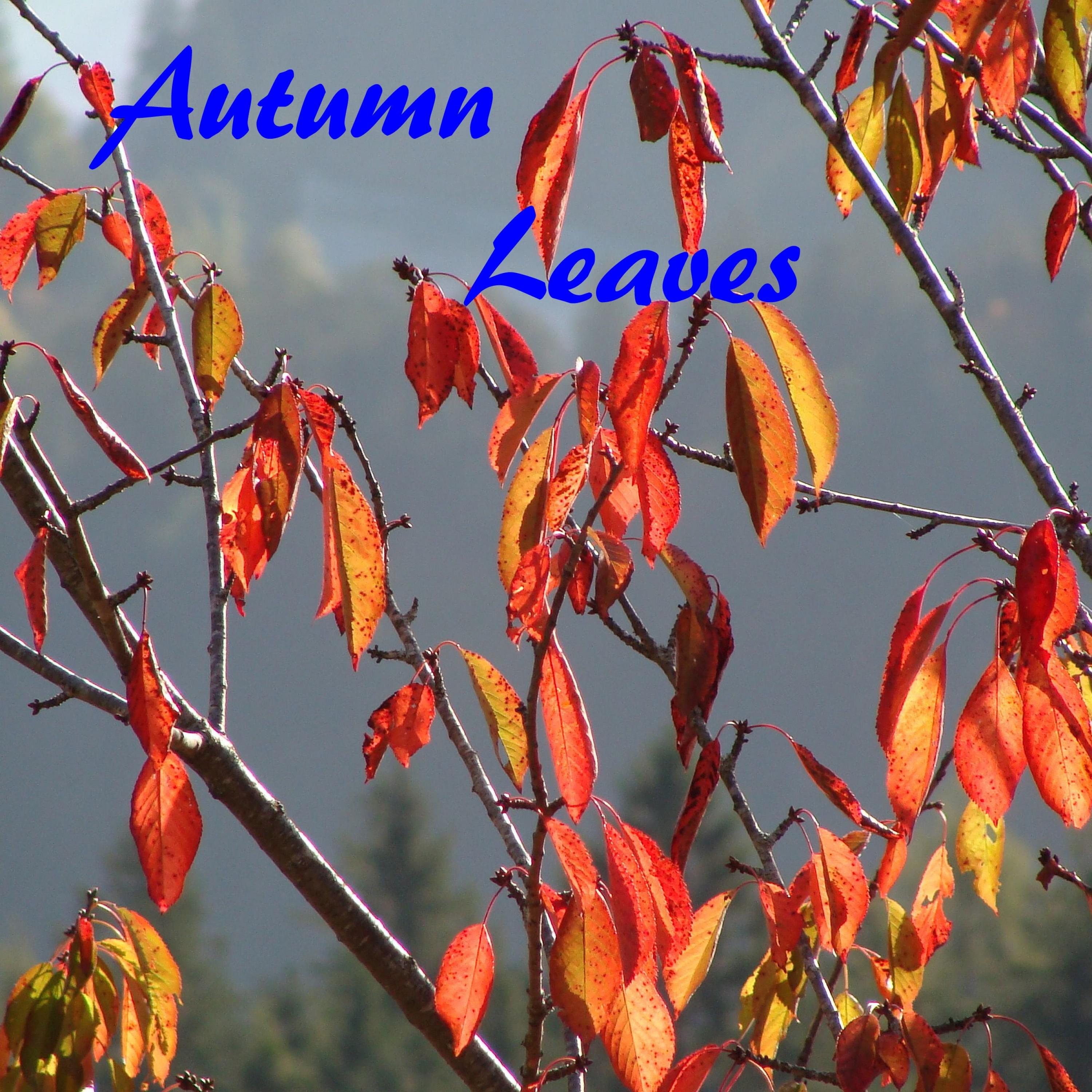 autumn leaves