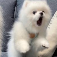 凶巴巴资料,凶巴巴最新歌曲,凶巴巴MV视频,凶巴巴音乐专辑,凶巴巴好听的歌