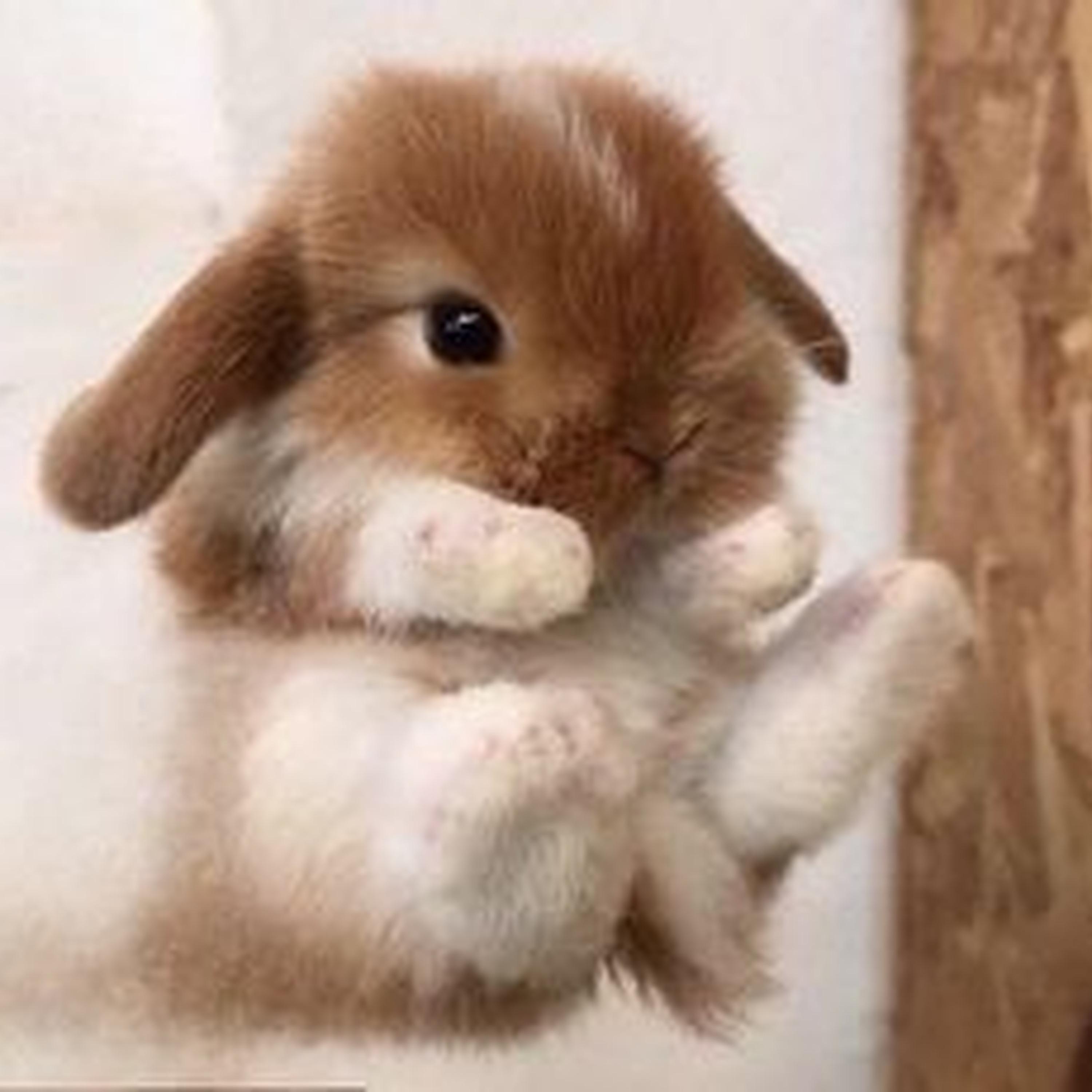 Arreados de Mas (slowed)