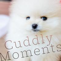 Cuddly Moments