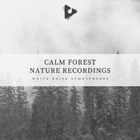 Calm Forest Nature Recordings