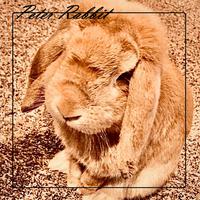 Peter Rabbit