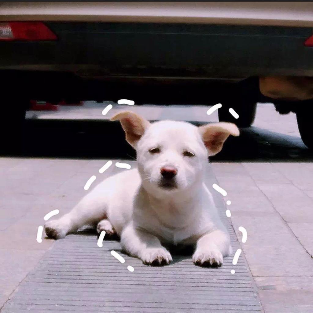 那些年盛开的奇葩