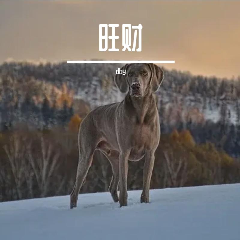青春脚步封面