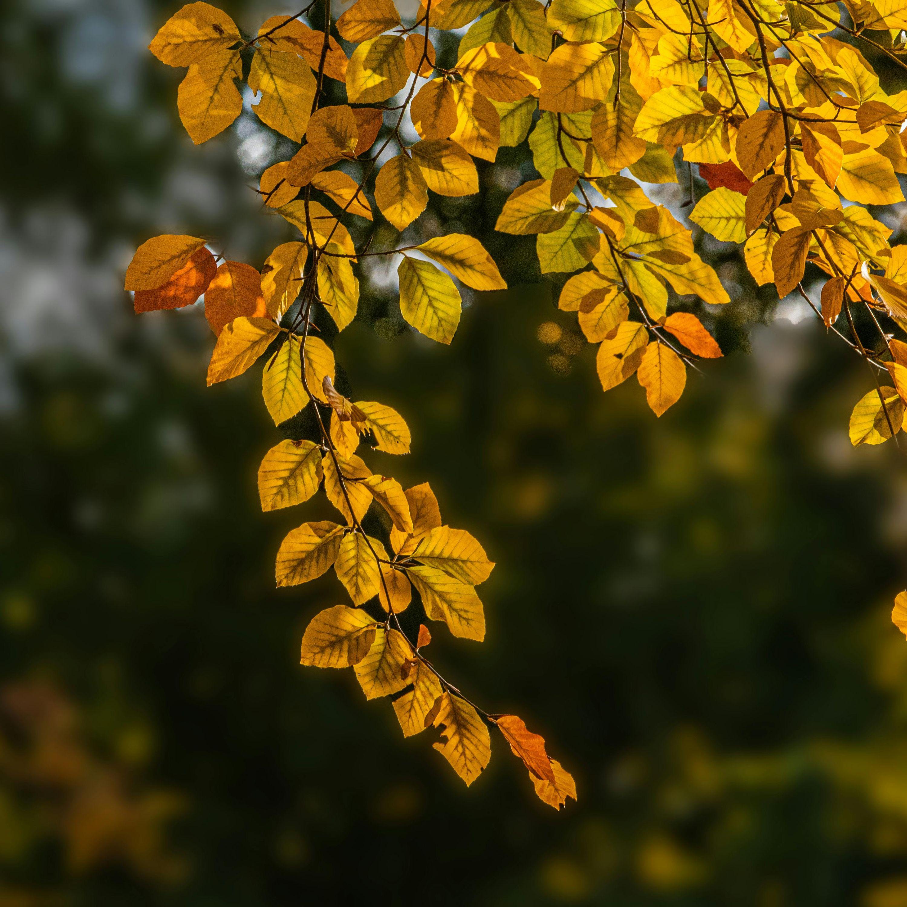 Beneath the Distant Waves