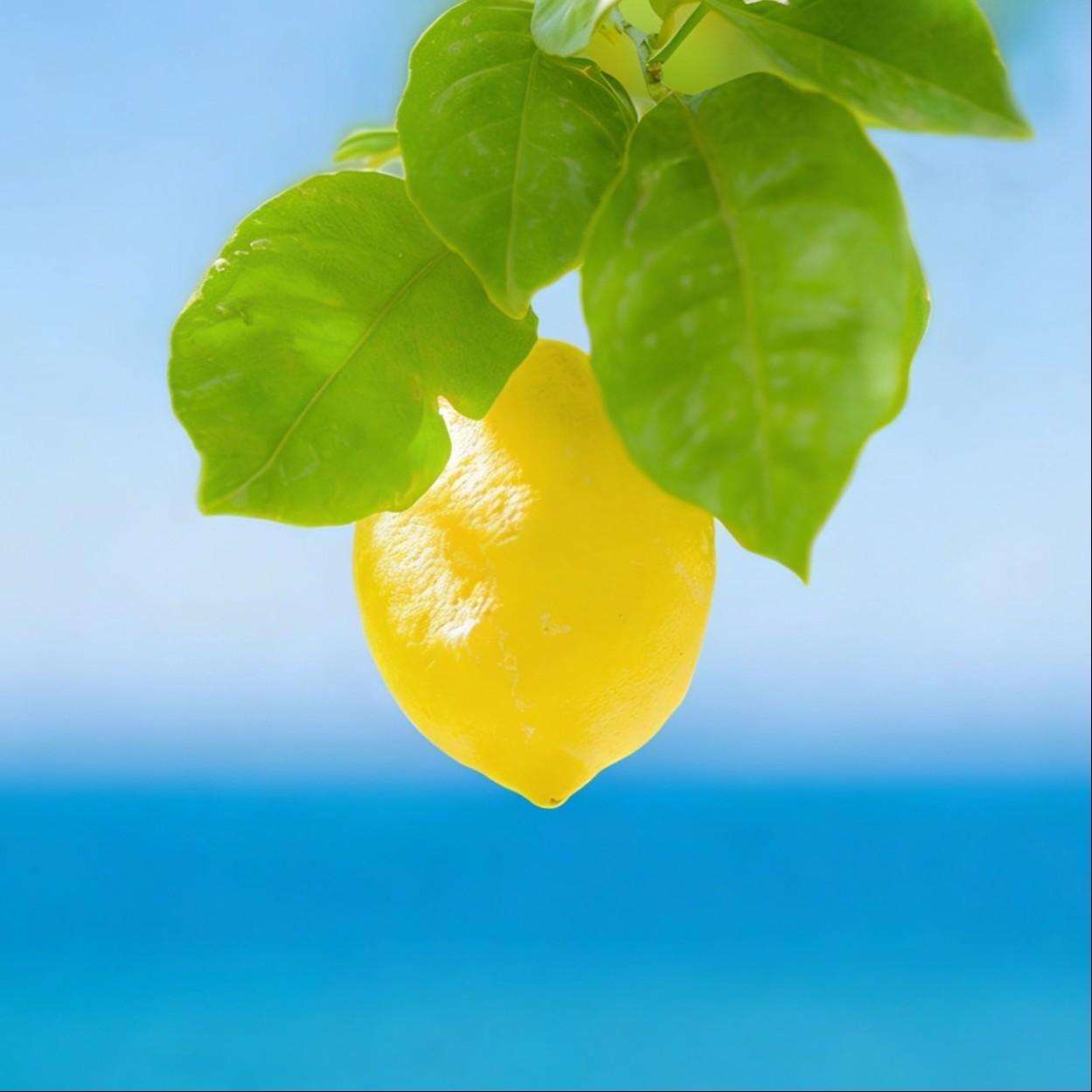 Lemon（中文版）