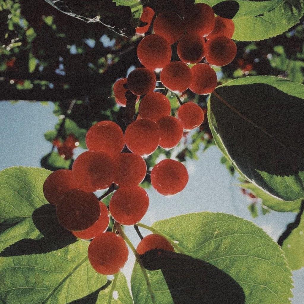 【安静bgm】vlog / 闲暇/ 阅读/发呆