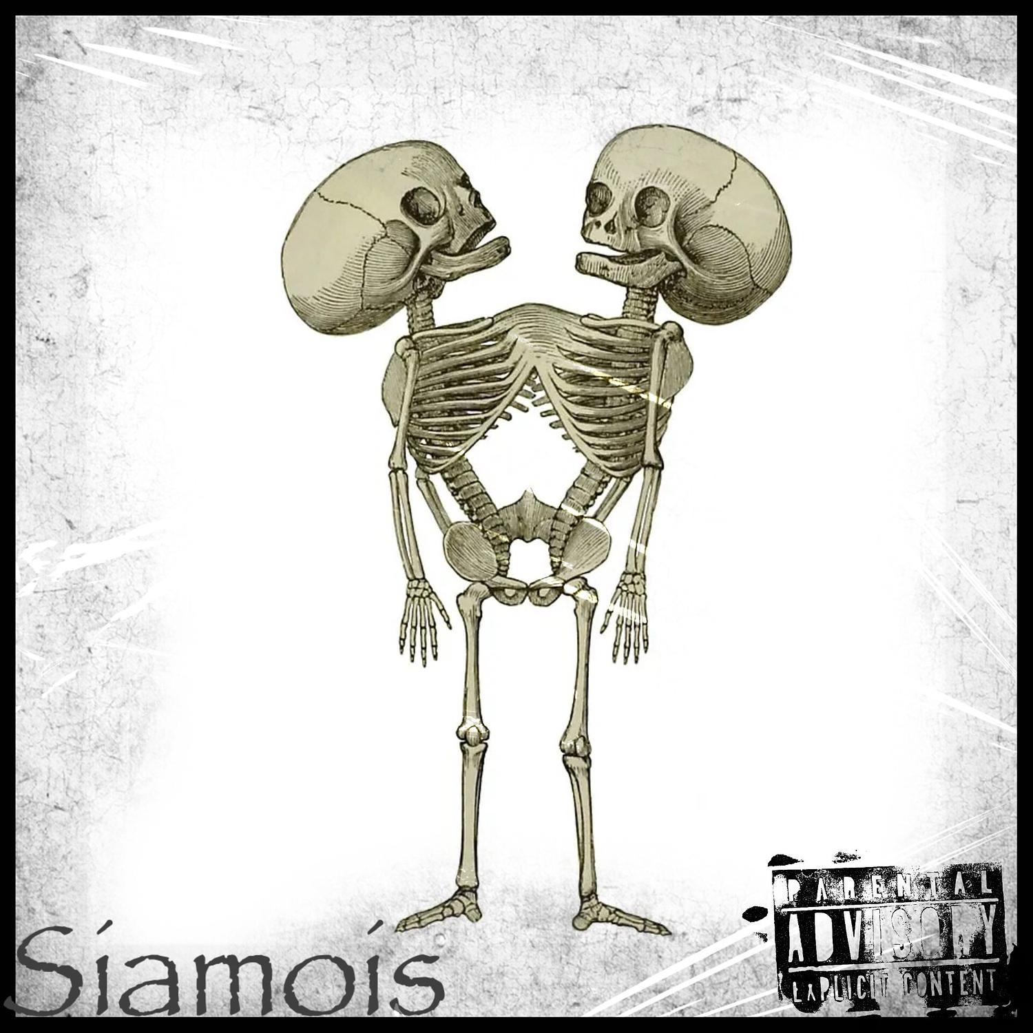 Siamois