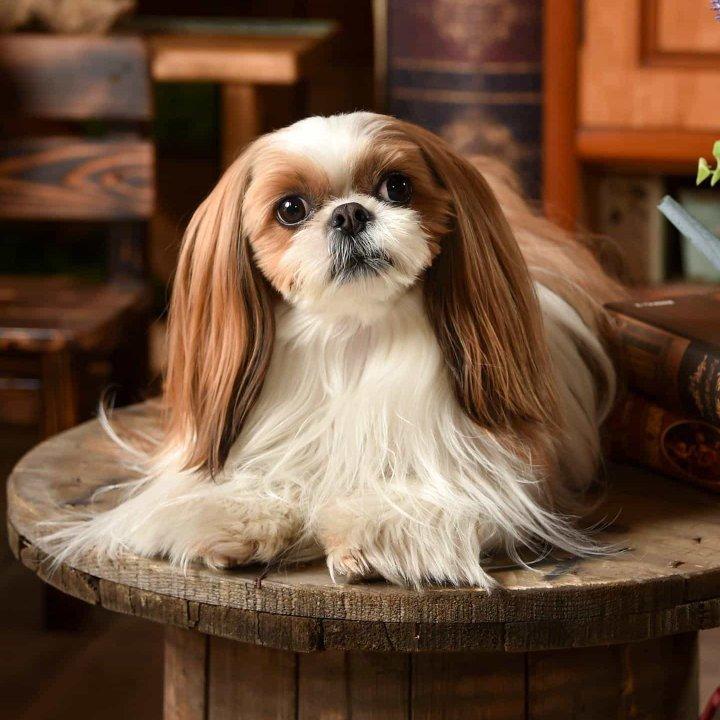 Cerezo Rosa樱桃树下