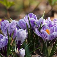 Crocuses