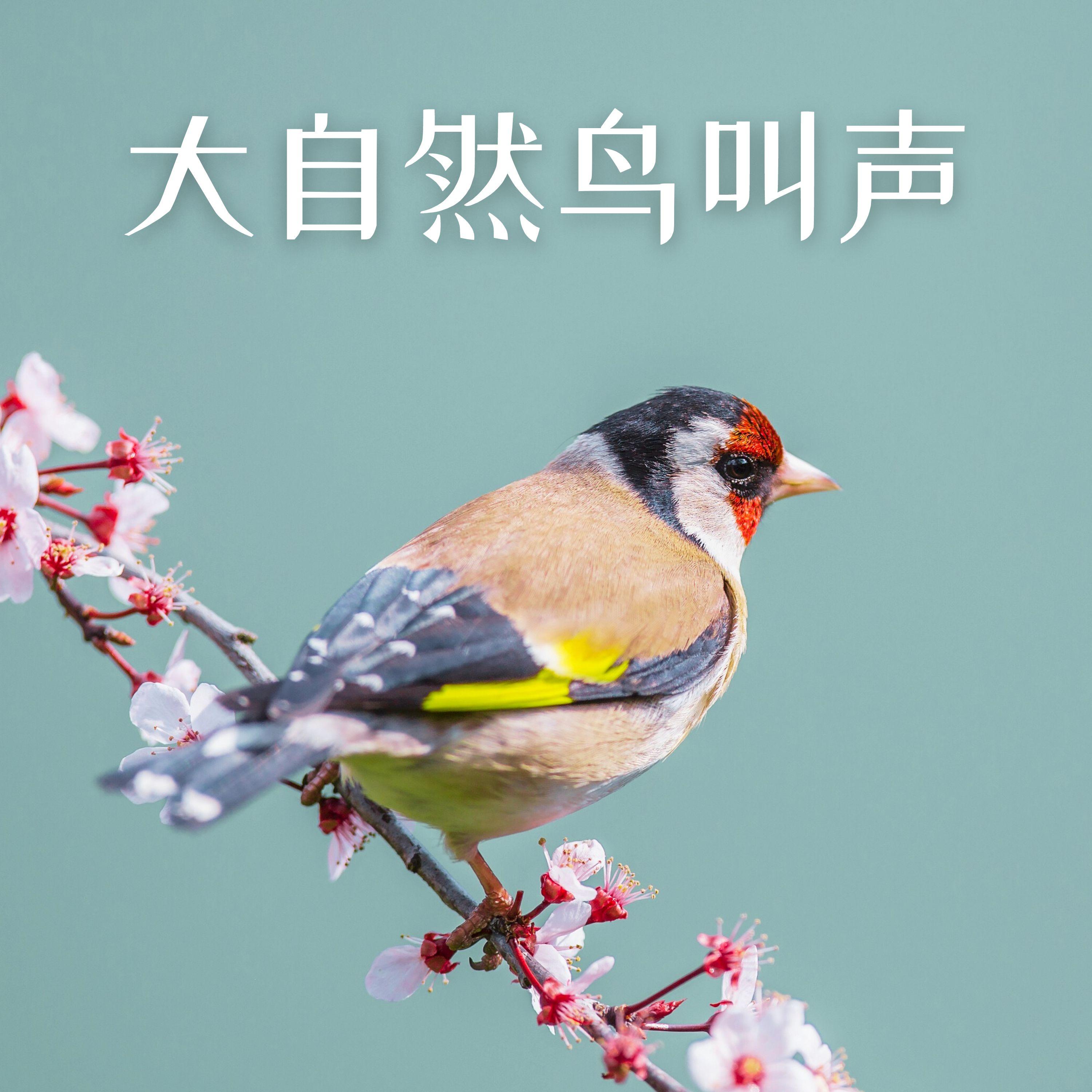 流水加鸟鸣封面