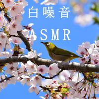 白噪音ASMR 森林鸟语清脆风铃 舒缓大脑放松神经轻音乐