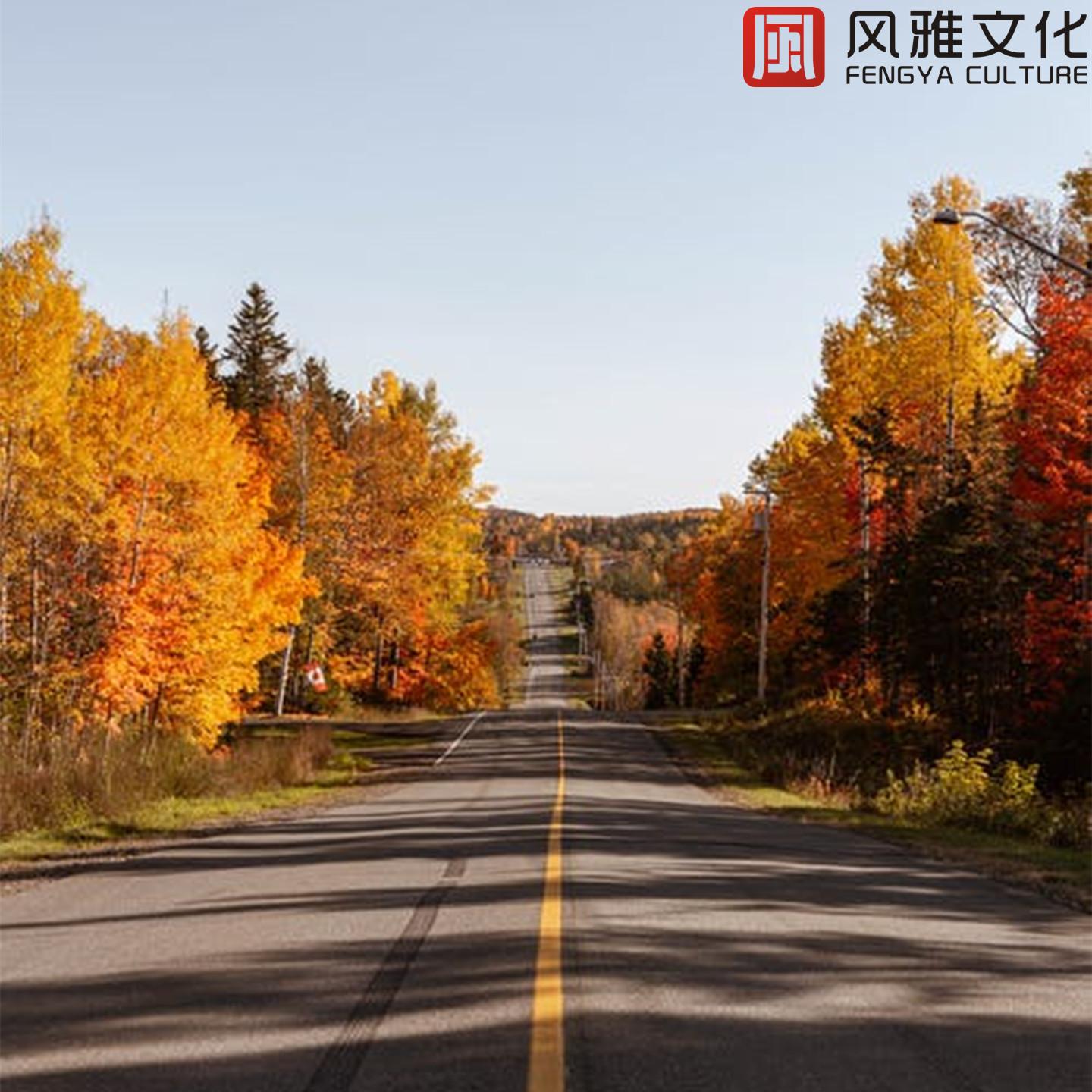 荷花凋谢 -小提琴封面