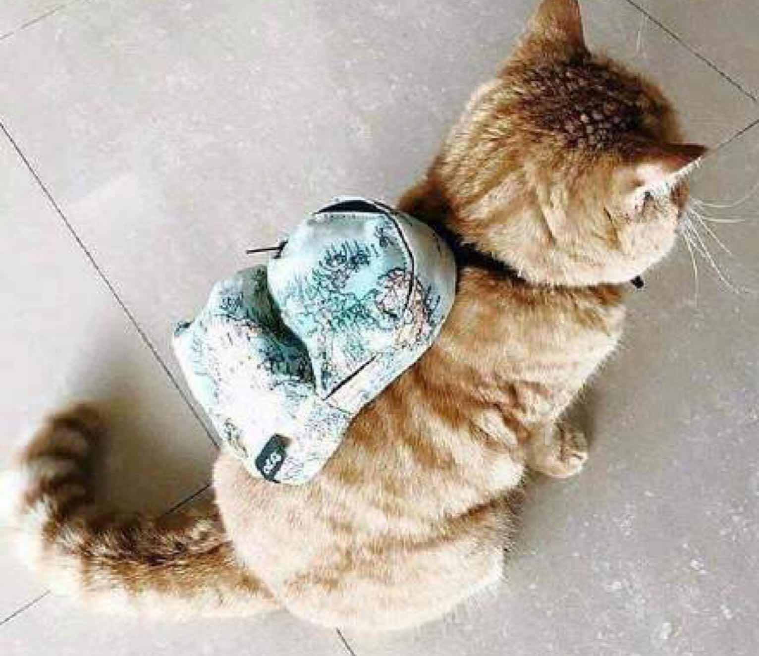 被法理学支配的喵