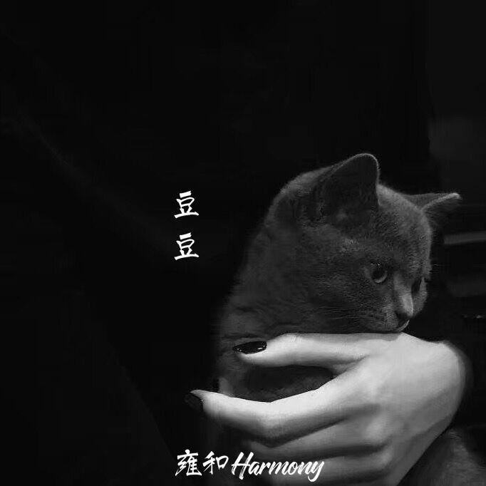 豆豆封面