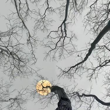 爱意藏风里封面