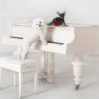 Dog's Piano: Bark Melodies