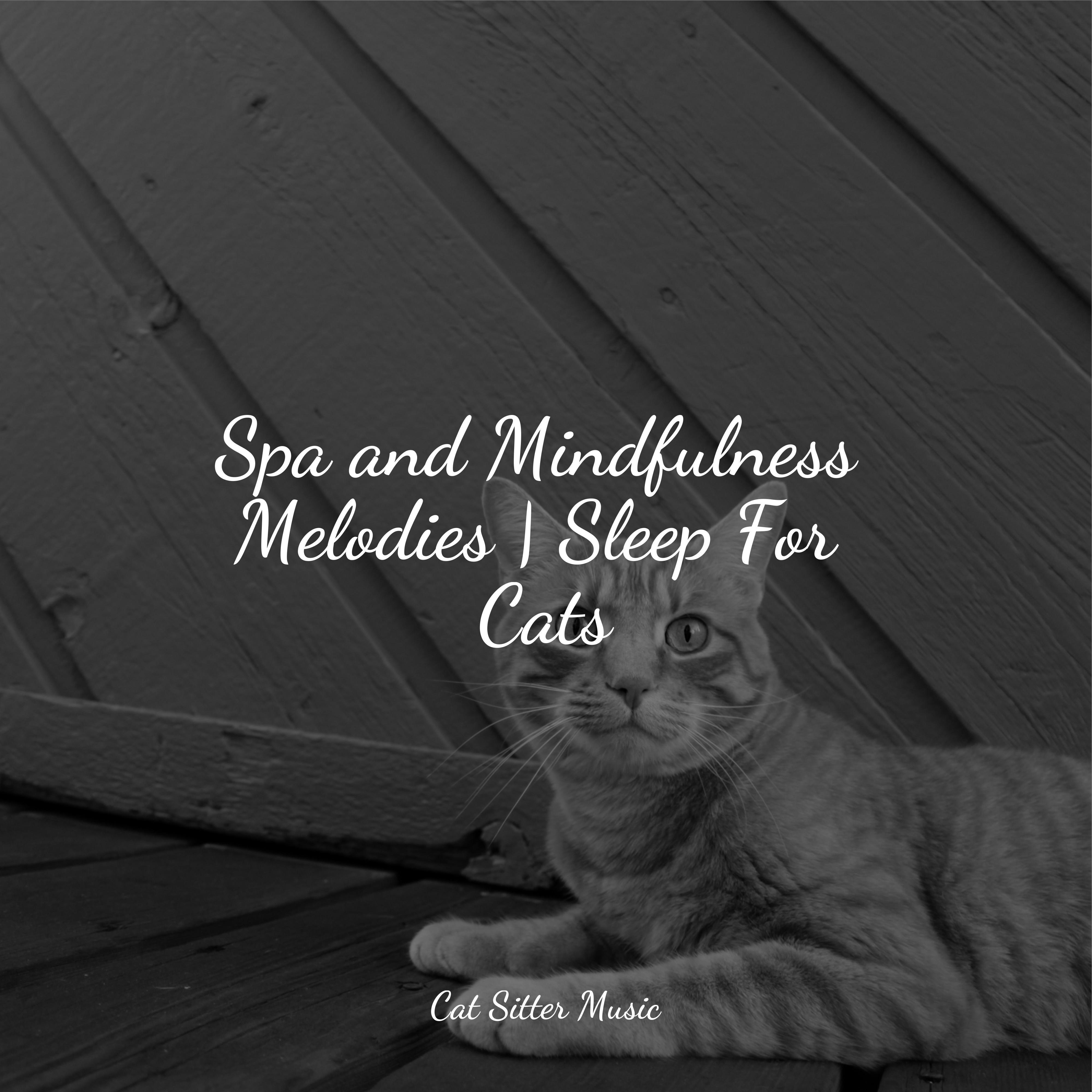Spa and Mindfulness Melodies | Sleep For Cats - Cat Music - 专辑 - 网易云音乐