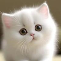 懒惰的小猫咪资料,懒惰的小猫咪最新歌曲,懒惰的小猫咪MV视频,懒惰的小猫咪音乐专辑,懒惰的小猫咪好听的歌